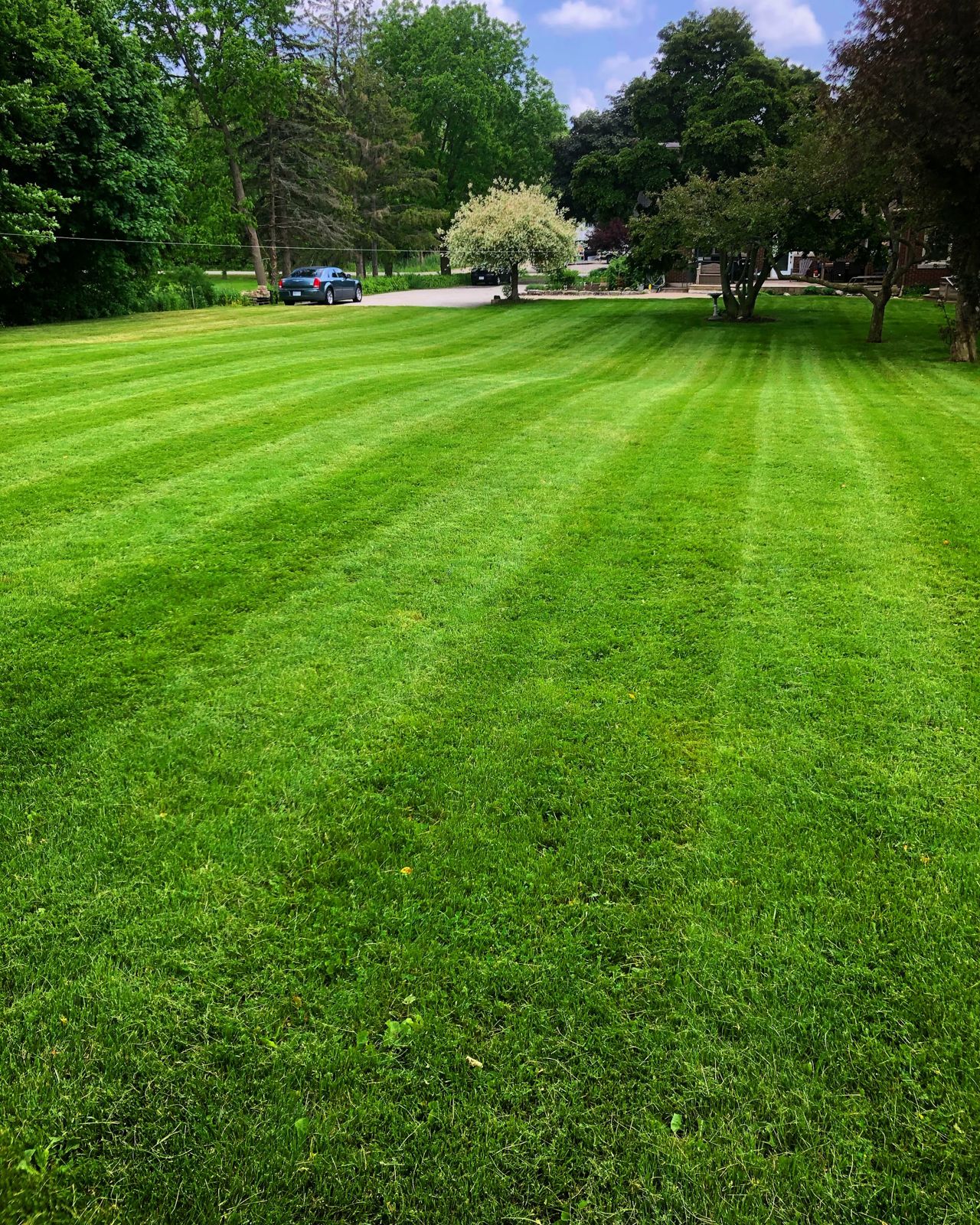 A wide lawn freshly cut in diagonal stripes, with mature trees and a quiet street beyond